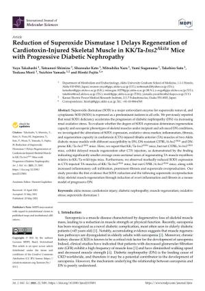Reduction of Superoxide Dismutase 1 Delays Regeneration of Cardiotoxin-Injured Skeletal Muscle in KK/Ta-Ins2akita Mice with Progressive Diabetic Nephropathy