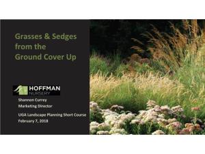 Grasses & Sedges from the Ground Cover Up
