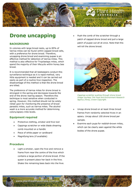 Drone Uncapping • Push the Comb of the Scratcher Through a Patch of Capped Drone Brood and Pull a Large BACKGROUND Patch of Pupae out All at Once