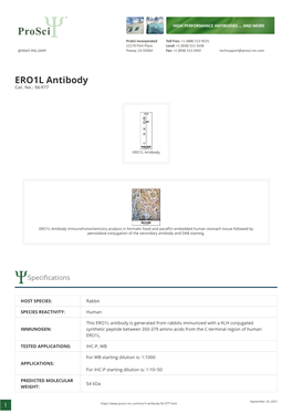 ERO1L Antibody Cat