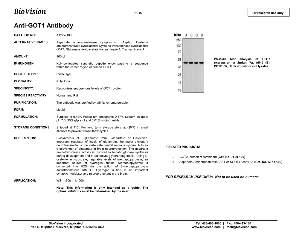 A1272-Anti-GOT1 Antibody