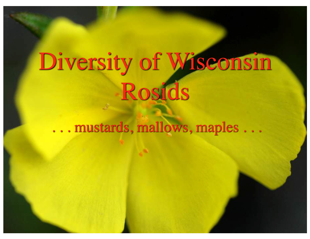 Diversity of Wisconsin Rosids