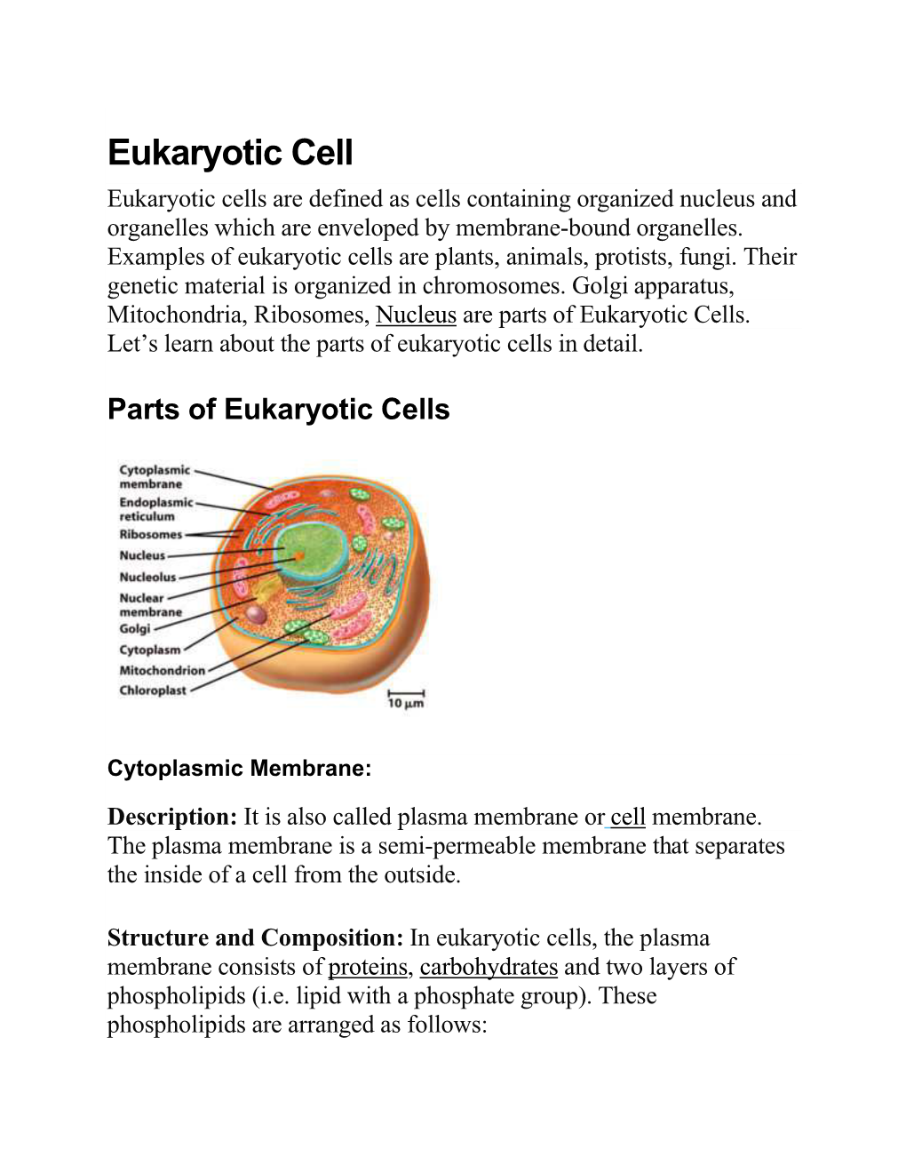 Eukaryotic Cell Eukaryotic Cells Are Defined As Cells Containing Organized Nucleus and Organelles Which Are Enveloped by Membrane-Bound Organelles