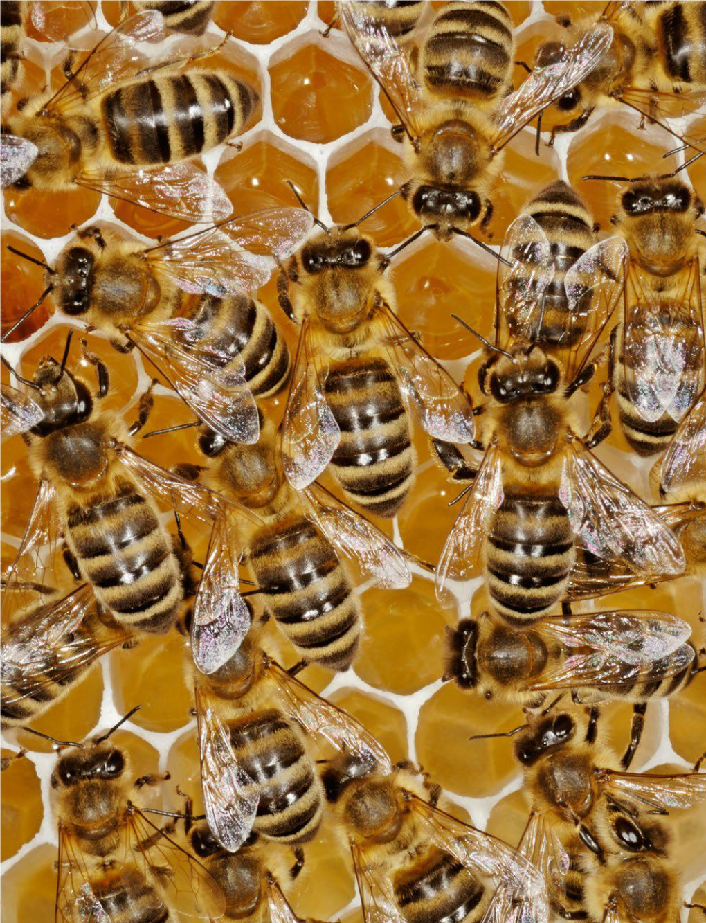 The Survival of Bees and the Future of Our World