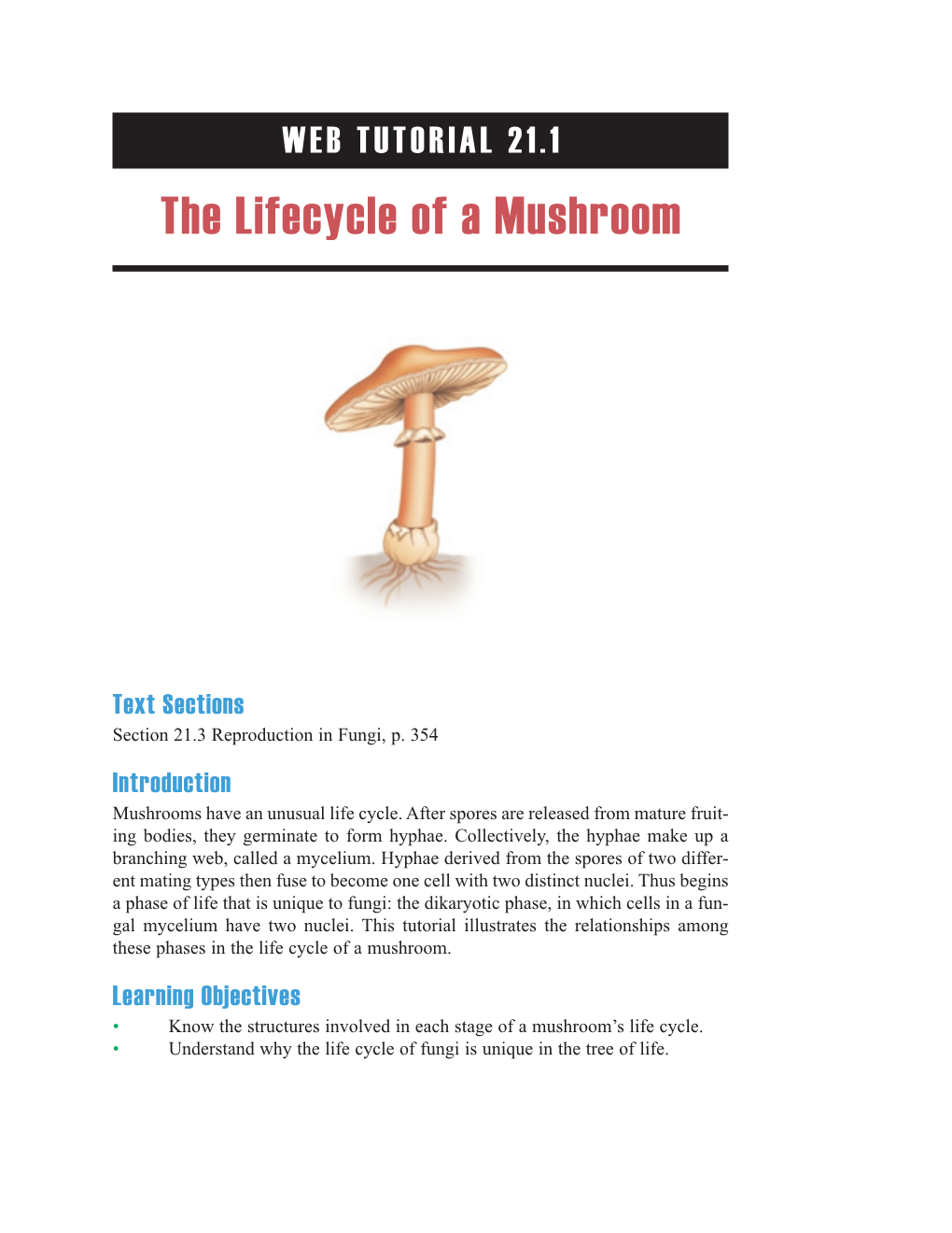 The Lifecycle of a Mushroom