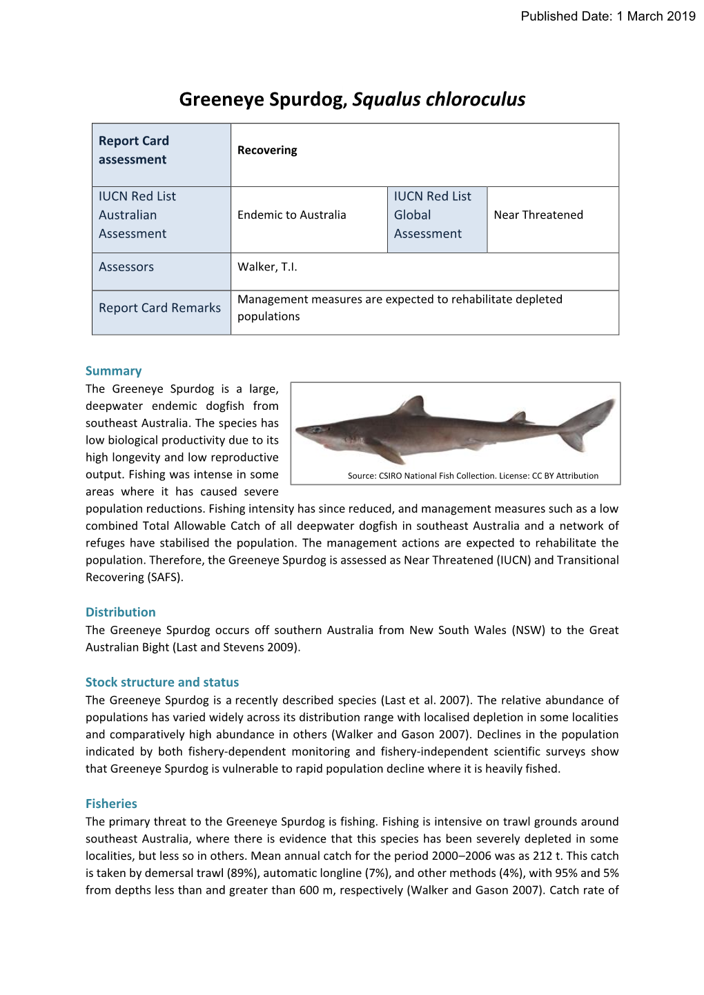 Greeneye Spurdog, Squalus Chloroculus