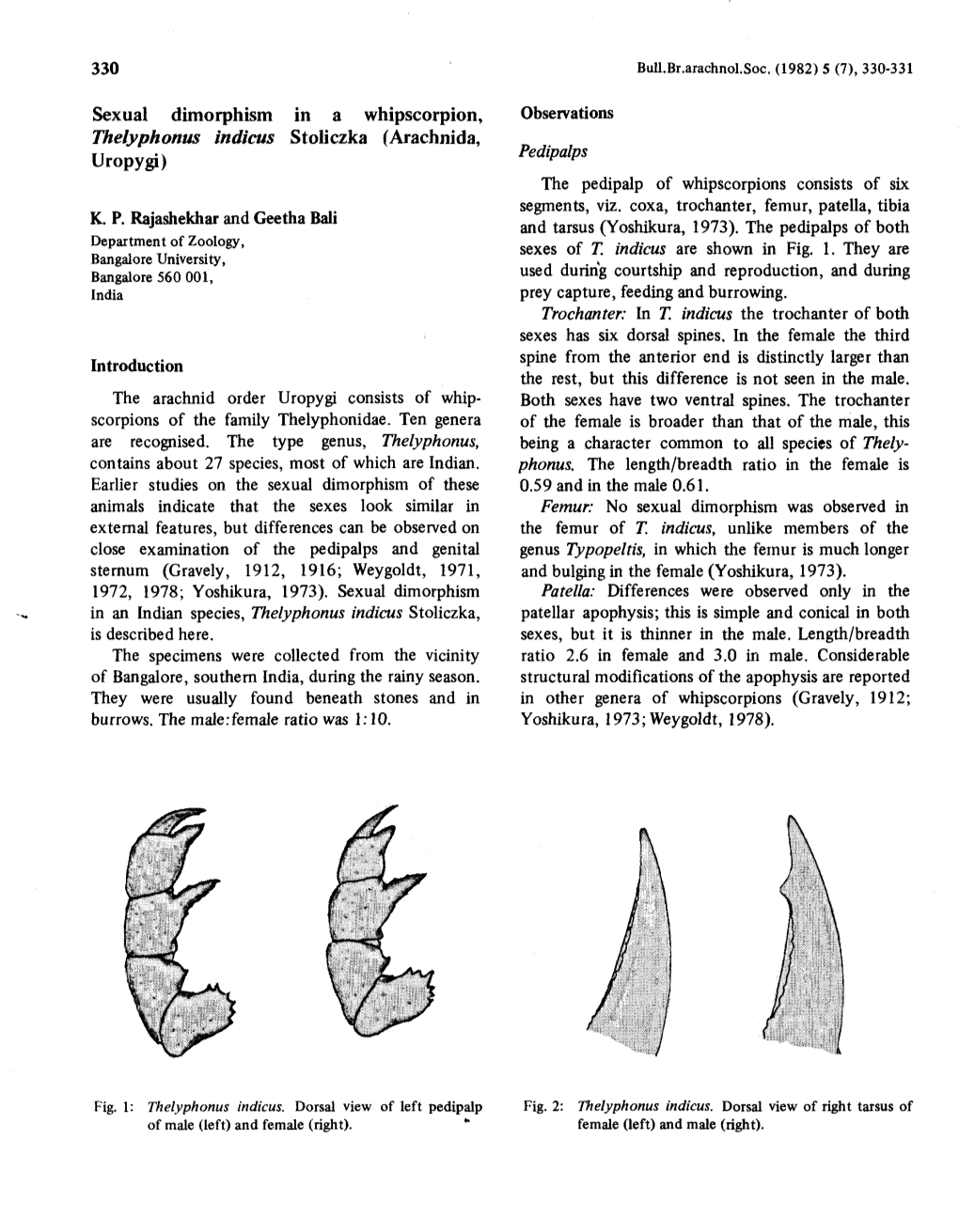 Sexual Dimorphism in a Whipscorpion Thelyphonus Indicus Stoliczka Arachnida Uropygj