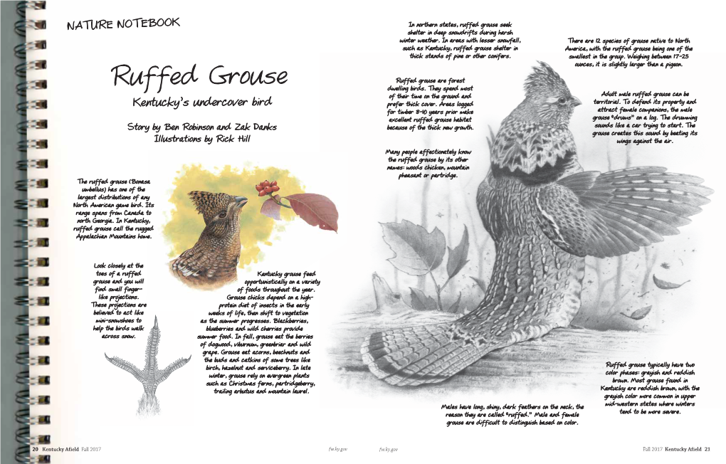 Ruffed Grouse Seek NATURE NOTEBOOK Shelter in Deep Snowdrifts During Harsh Winter Weather