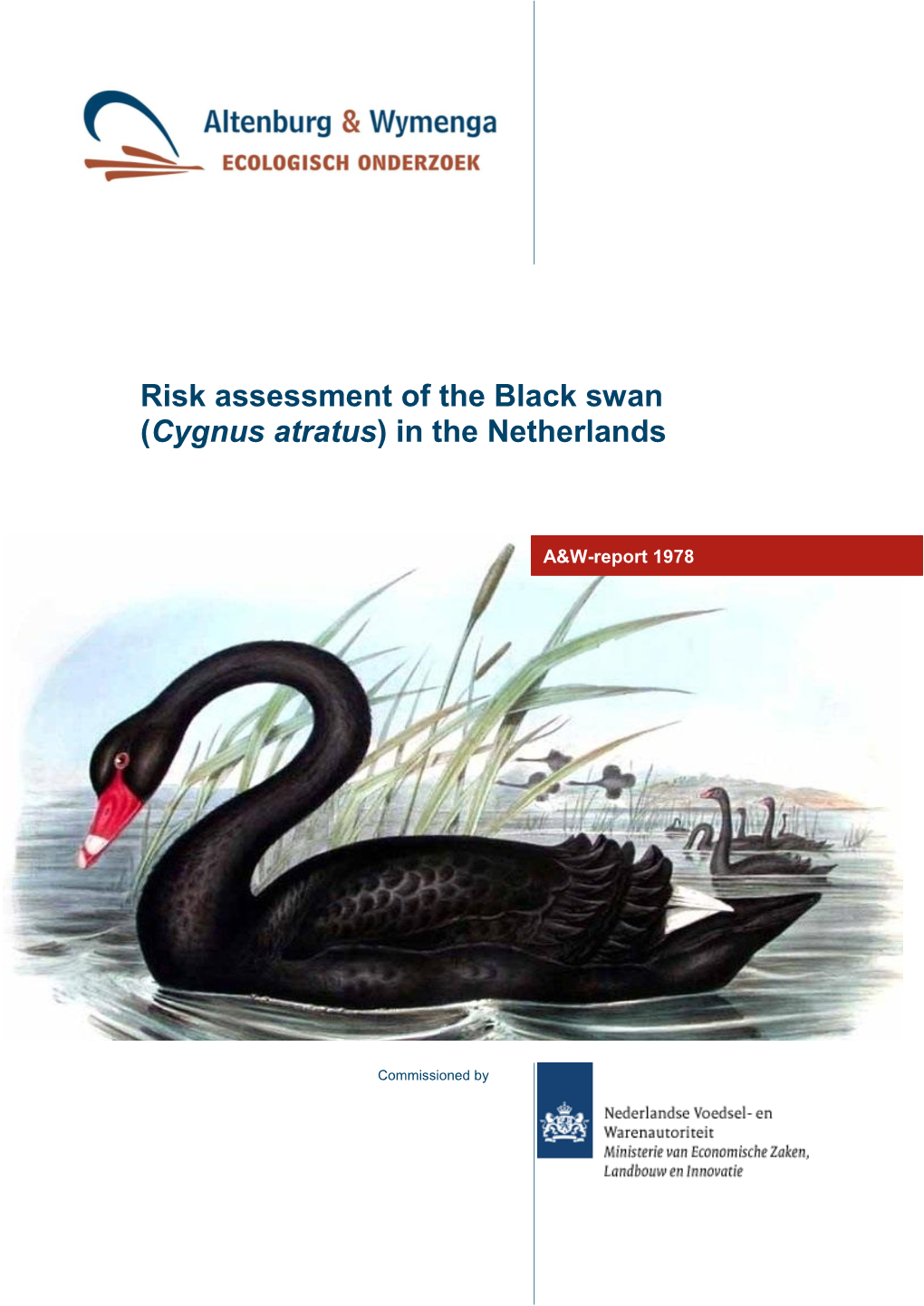 Risk Assessment of the Black Swan (Cygnus Atratus) in the Netherlands