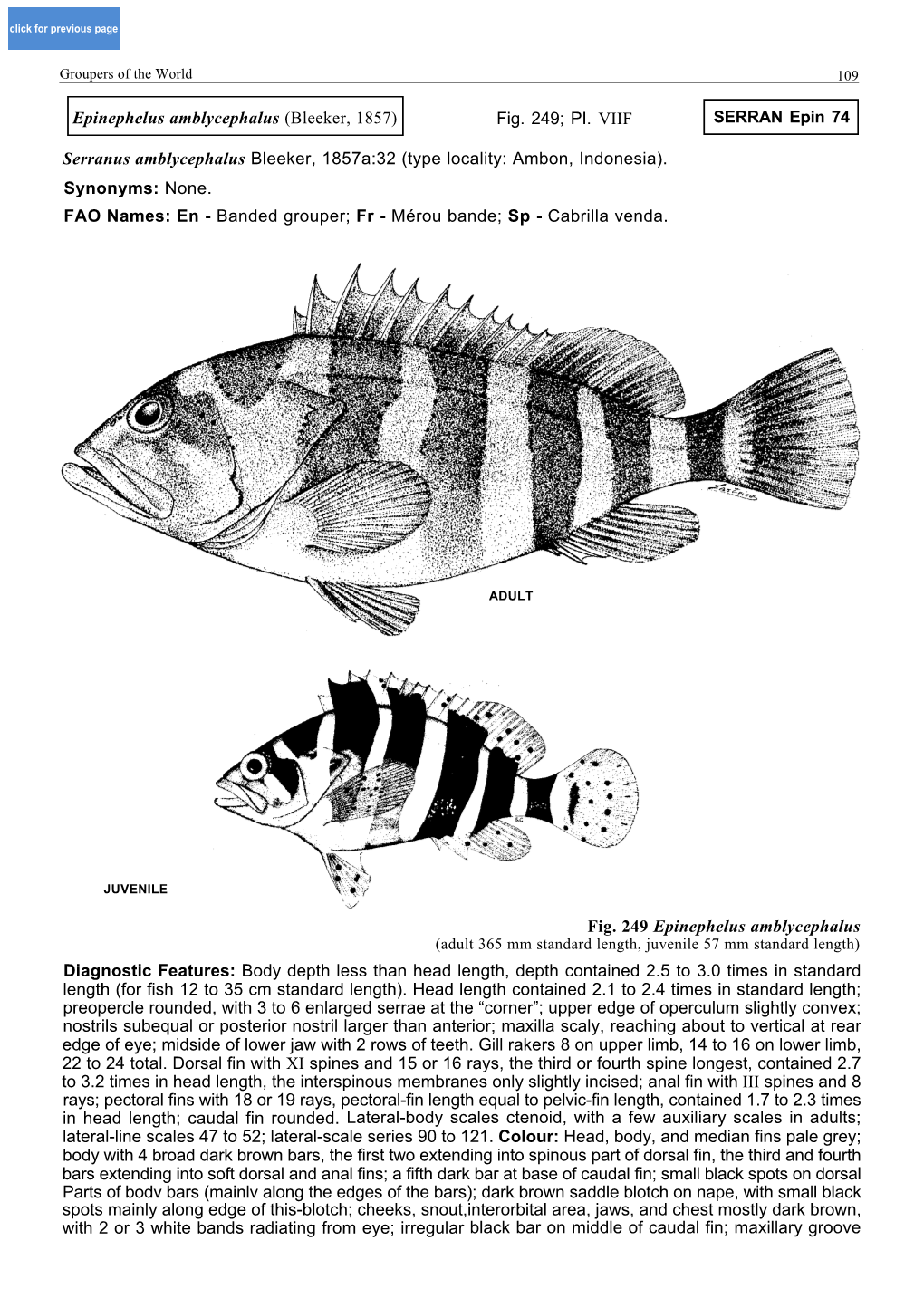 Serranus Amblycephalus Bleeker, 1857A:32 (Type Locality: Ambon, Indonesia)