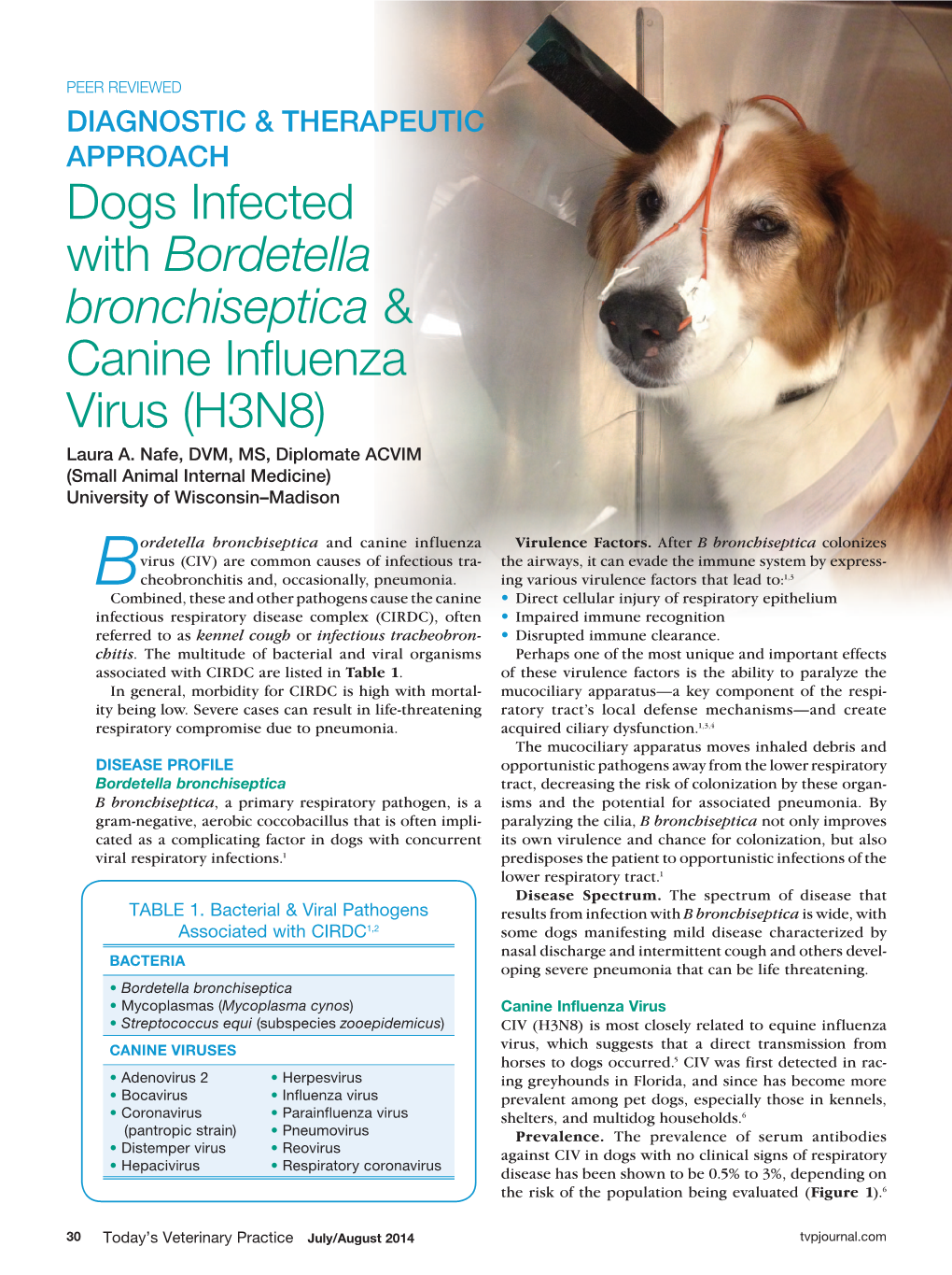 Dogs Infected with Bordetella Bronchiseptica & Canine Influenza