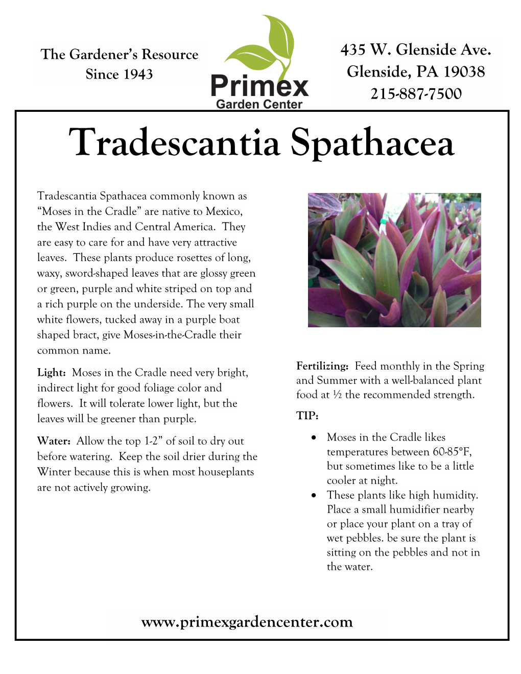 Tradescantia Spathacea Moses in the Cradle Tradescantia Spathacea Commonly Known As “Moses in the Cradle” Are Native to Mexico, the West Indies and Central America