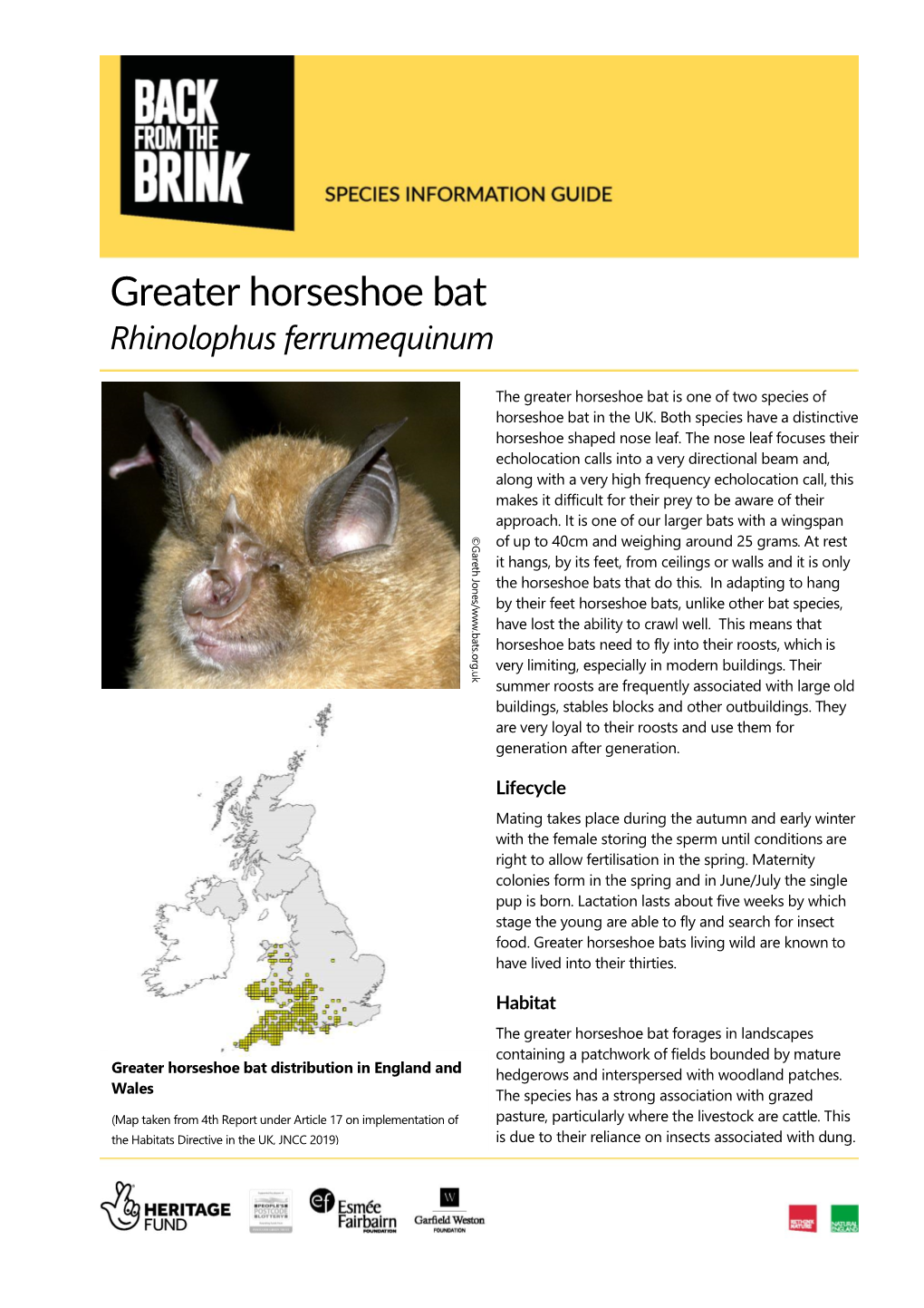 Greater Horseshoe Bat Rhinolophus Ferrumequinum