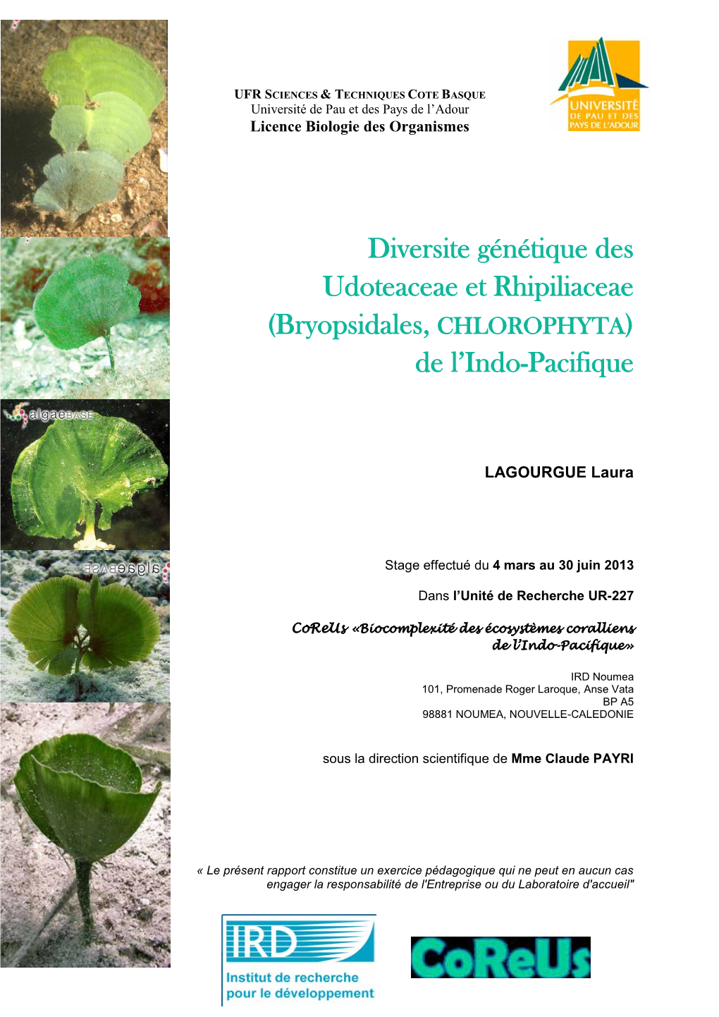Diversité Génétique Des Udotaceae Et Rhipiliaceae (Bryopsidales