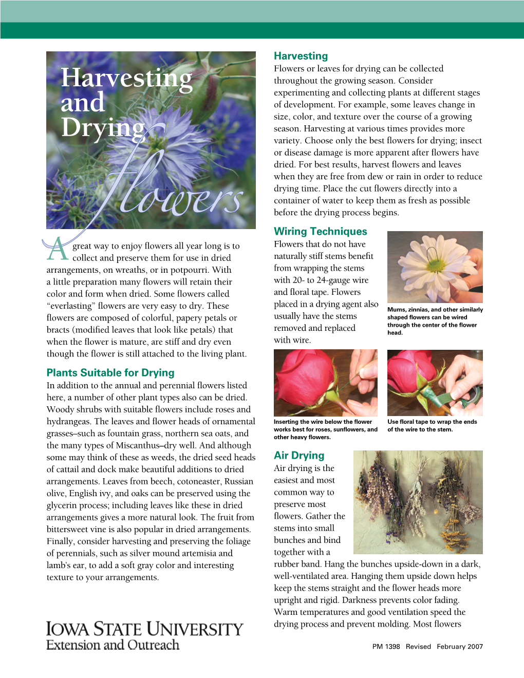 Harvesting and Drying Flowers