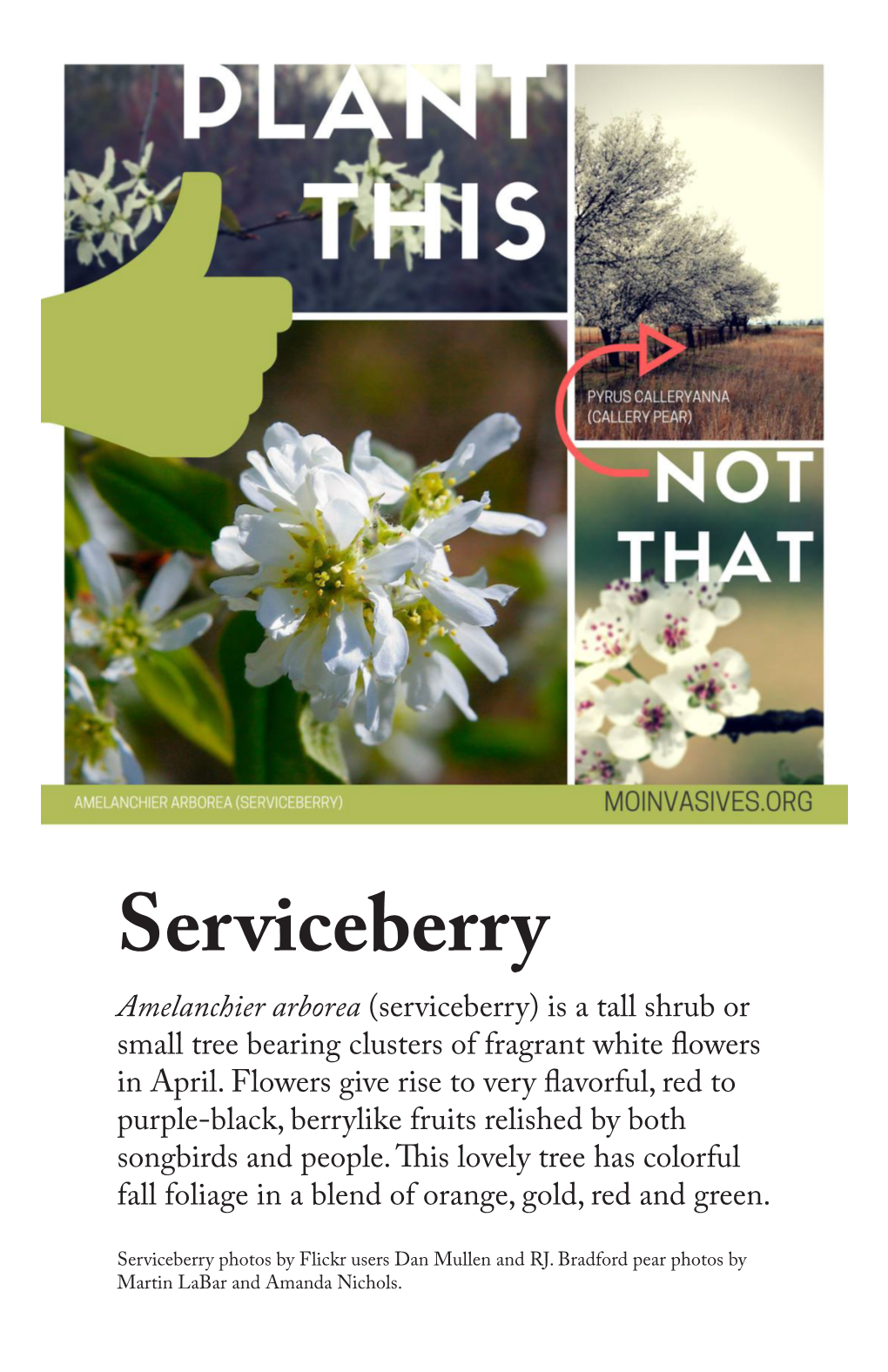 Amelanchier Arborea (Serviceberry) Is a Tall Shrub Or Small Tree Bearing Clusters of Fragrant White Owers in April