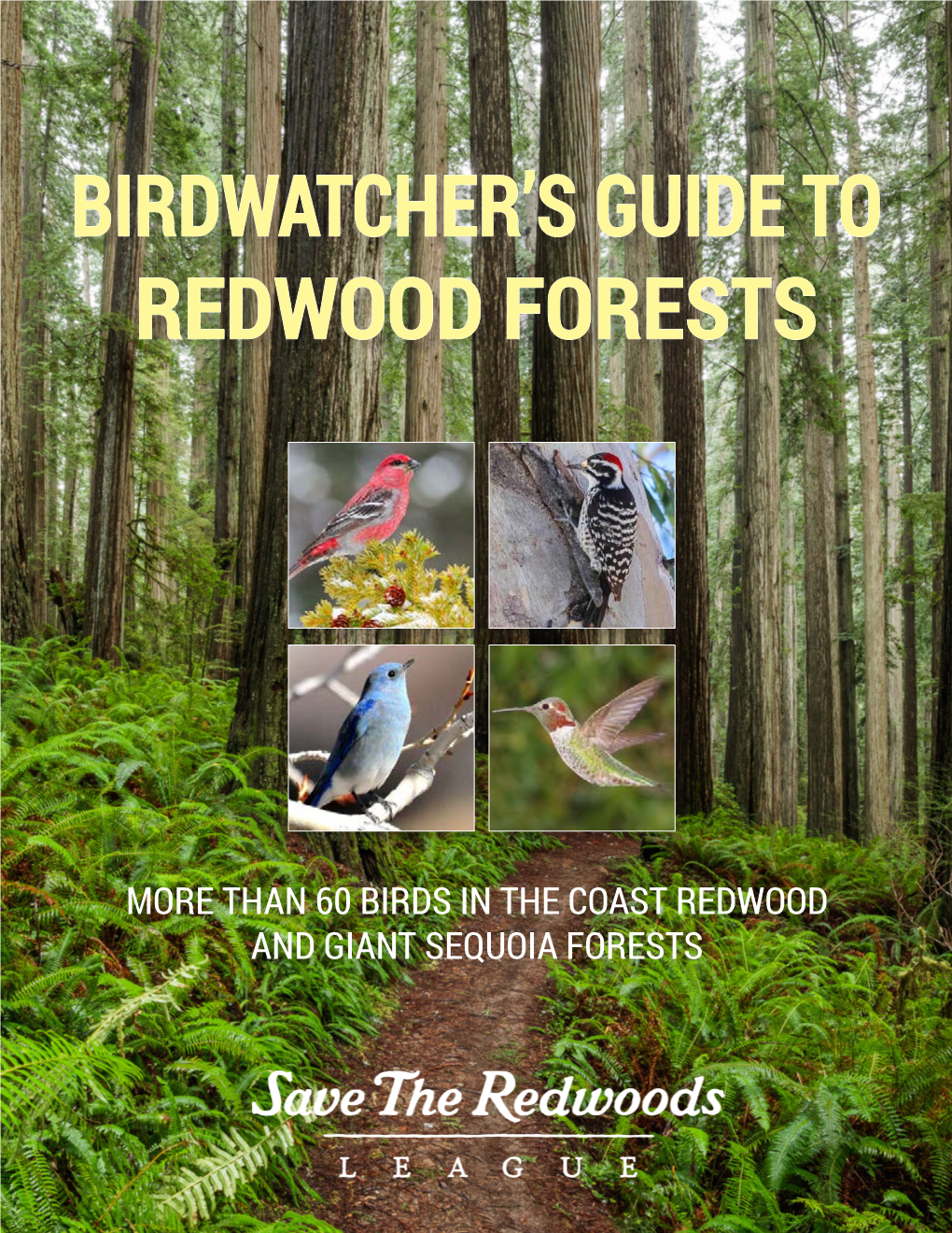 Birdwatcher's Guide to Redwood Forests