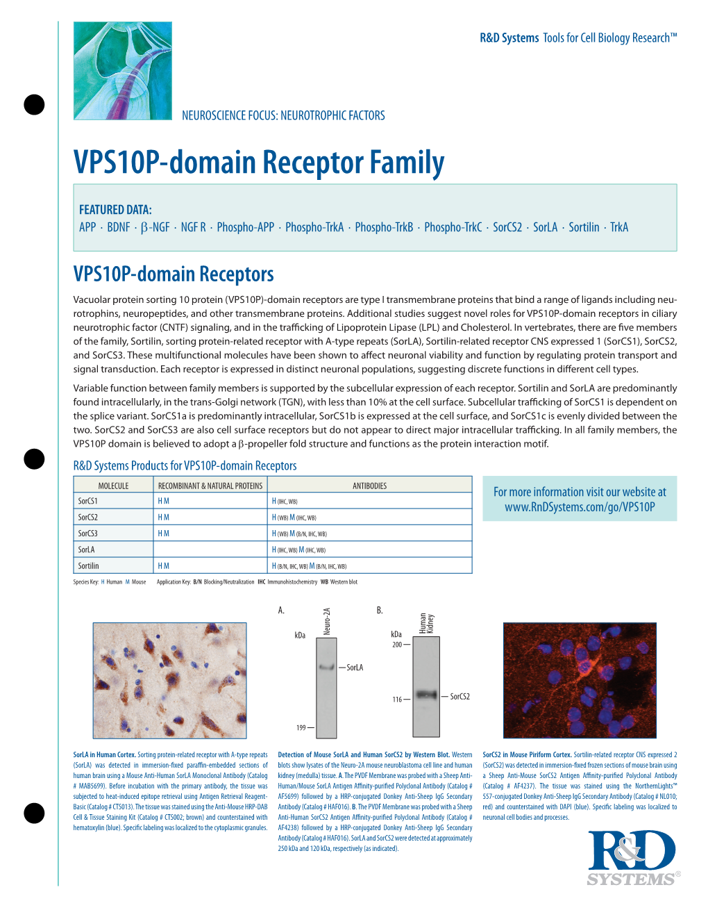 VPS10P-Domain Receptor Family