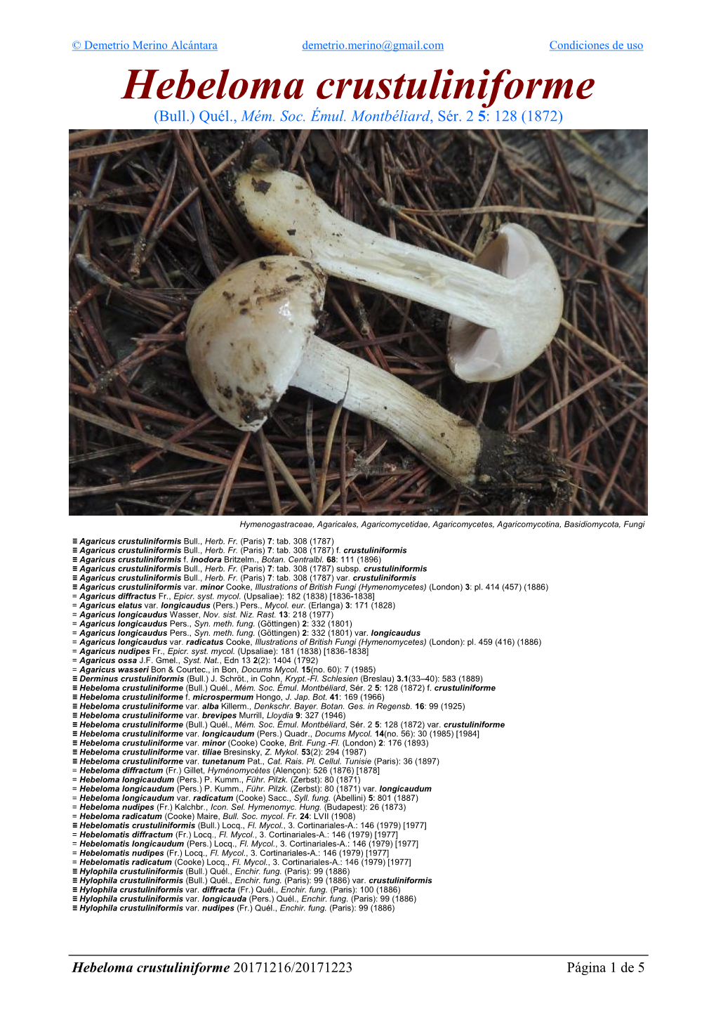 Hebeloma Crustuliniforme Crustuliniforme Hebeloma ≡ (1987) 294 (2): 53 Bresinsky, Tiliae Var