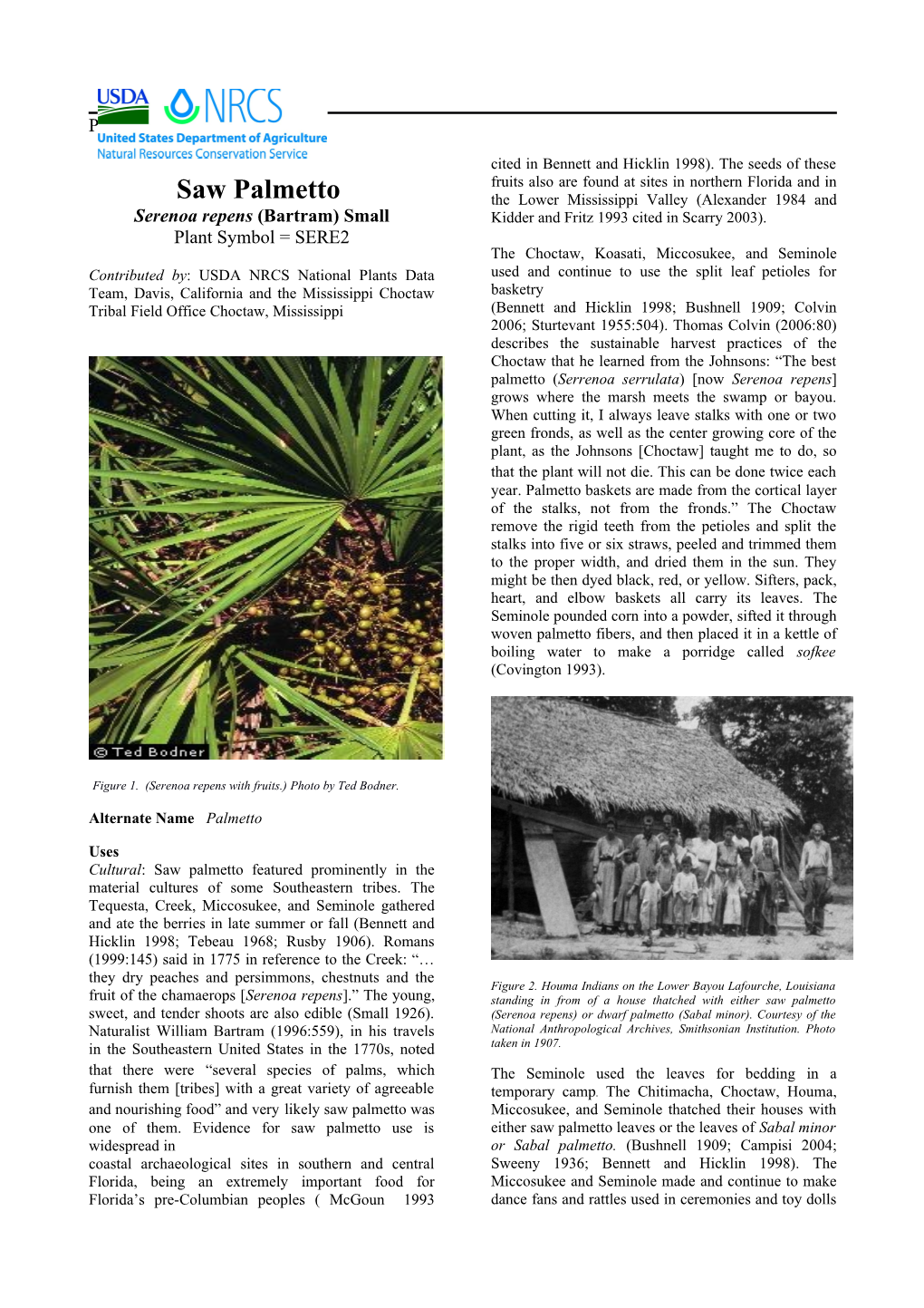 Saw Palmetto Plant Guide