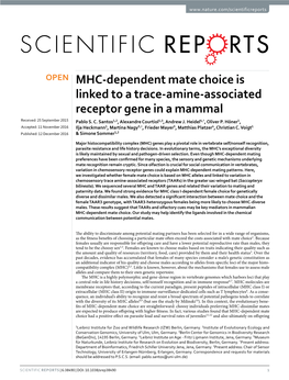 MHC-Dependent Mate Choice Is Linked to a Trace-Amine-Associated Receptor Gene in a Mammal Received: 25 September 2015 Pablo S