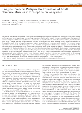 Imaginal Pioneers Prefigure the Formation of Adult Thoracic Muscles in Drosophila Melanogaster