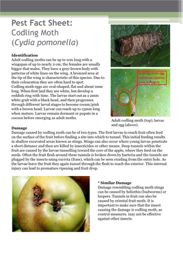 Pest Fact Sheet: Woolly Aphid (Eriosoma Lanigerum)