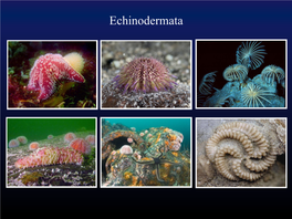 Echinodermata Echinodermata Стенка Тела Скелет И Его Производные Скелет