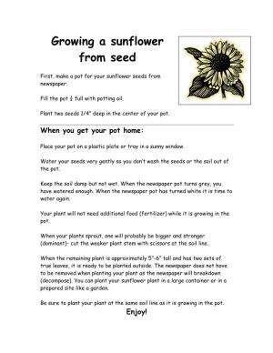 Growing a Sunflower from Seed