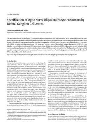 Specification of Optic Nerve Oligodendrocyte Precursors by Retinal Ganglion Cell Axons