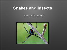 Snakes and Insects