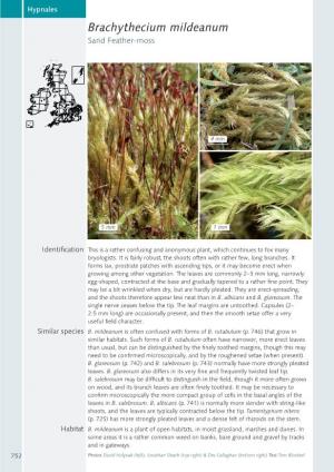 Brachythecium Mildeanum Sand Feather-Moss