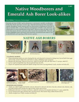 Native Woodborers and Emerald Ash Borer Look-Alikes