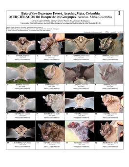 Bats of the Guayupes Forest, Acacias, Meta, Colombia MURCIÉLAGOS