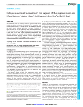 Ectopic Otoconial Formation in the Lagena of the Pigeon Inner Ear E