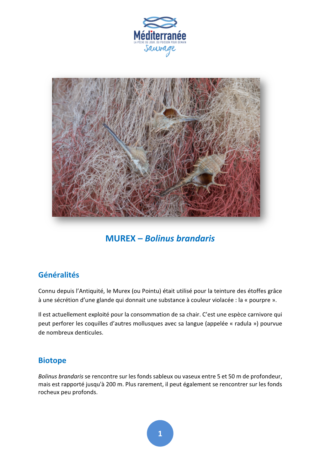 MUREX – Bolinus Brandaris