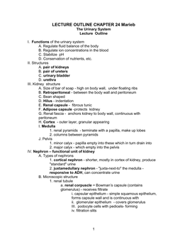 Chapter 24 Urinary System