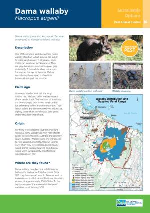 Dama Wallaby Sustainable Macropus Eugenii Options Pest Animal Control 16
