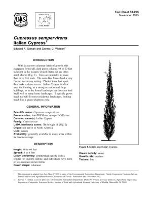 Cupressus Sempervirens Italian Cypress1 Edward F