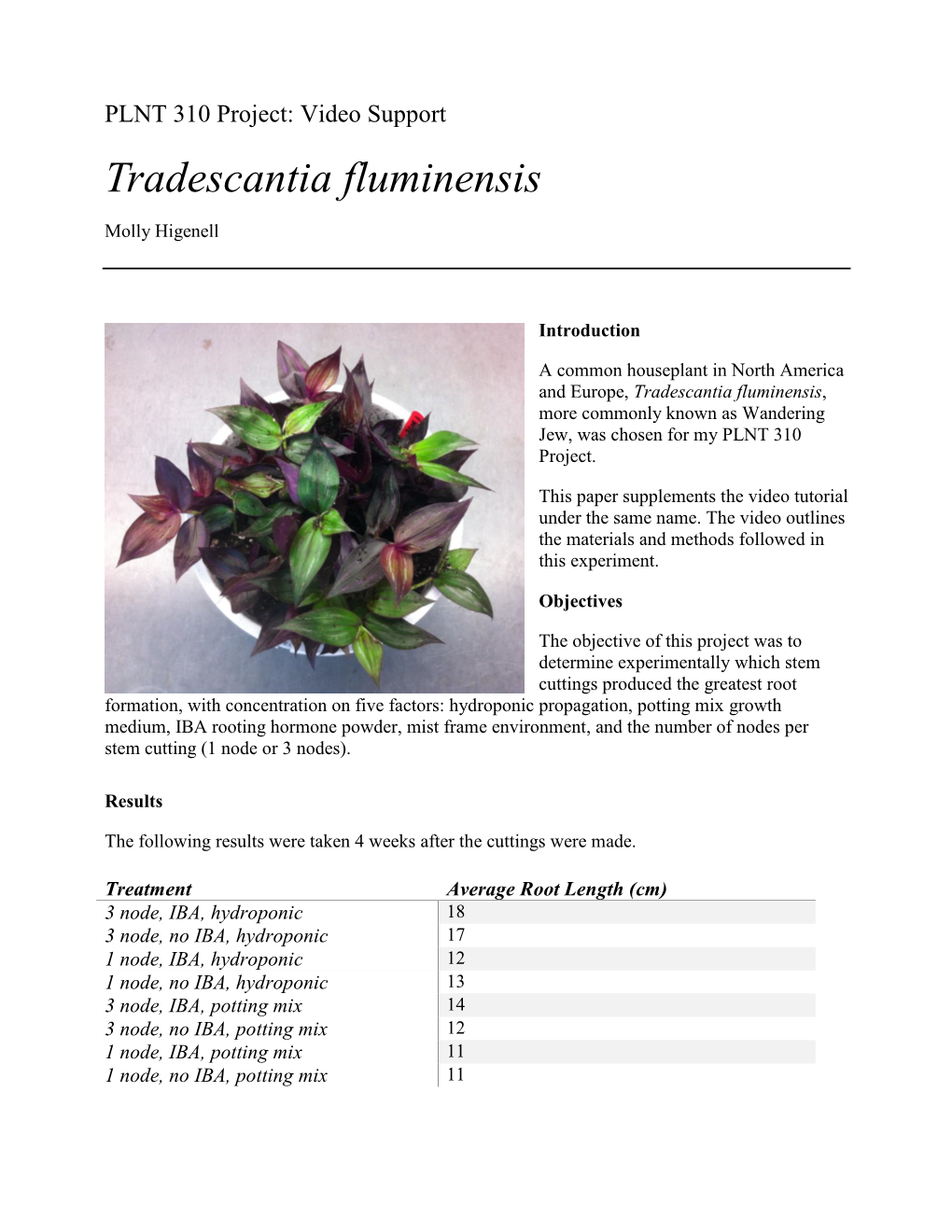 Propagation of Tradescantia Fluminensis