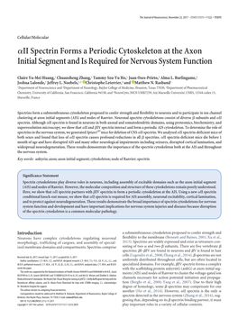 Αii Spectrin Forms a Periodic Cytoskeleton at the Axon Initial