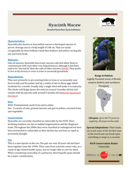Hyacinth Macaw Anodorhynchus Hyacinthinus
