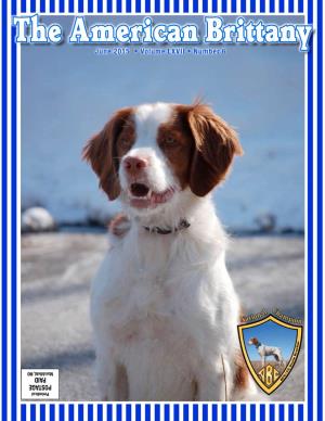 Share Your Brittany Dogsports Stories