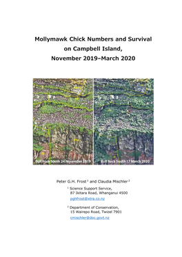 Mollymawk Chick Numbers and Survival on Campbell Island, November 2019–March 2020