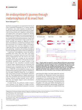 An Endosymbiont's Journey Through Metamorphosis of Its Insect Host