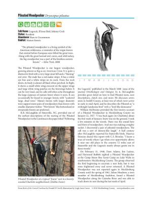 Pileated Woodpecker Dryocopus Pileatus