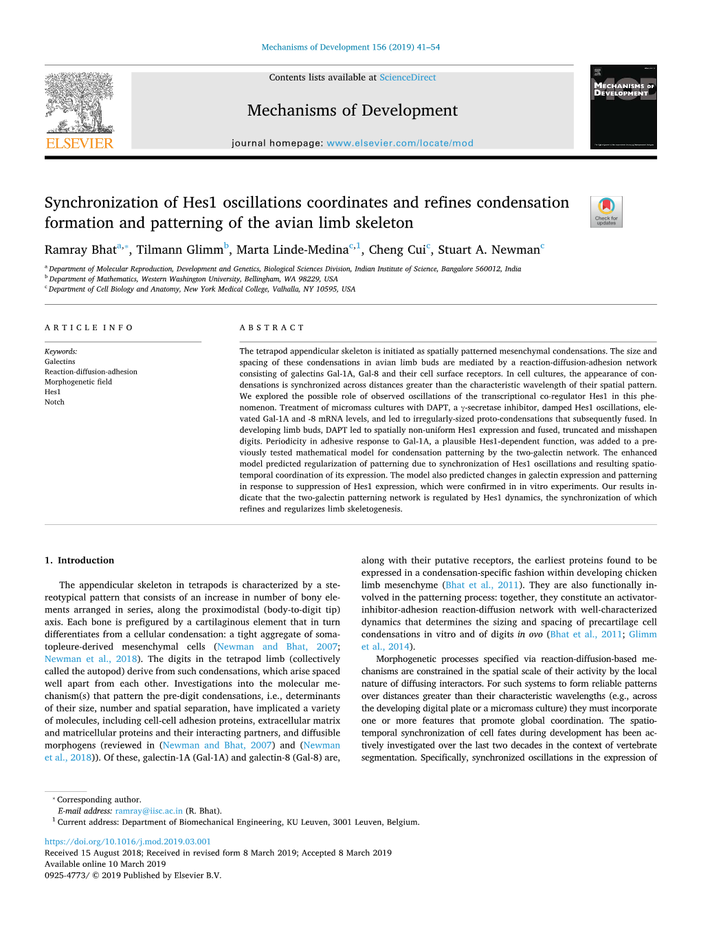 Synchronization of Hes1 Oscillations Coordinates and Refines