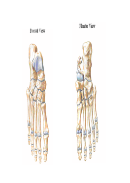 Medial & Lateral Plantar Nerve