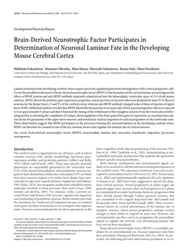 Brain-Derived Neurotrophic Factor Participates in Determination of Neuronal Laminar Fate in the Developing Mouse Cerebral Cortex