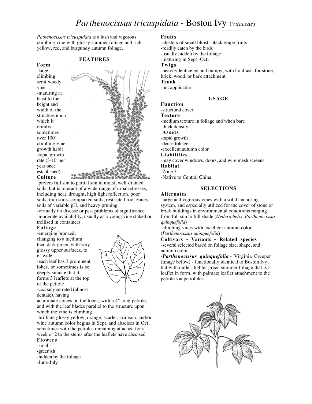 Parthenocissus Tricuspidata